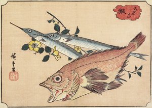 Rockfish و Halfbeak ، أوائل القرن التاسع عشر