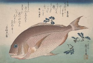 Sea Bream و Sansho Pepper ، c.1830