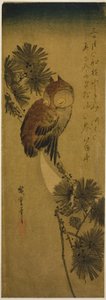 البومة ذات القرون الصغيرة والصنوبر والقمر بواسطة Utagawa Hiroshige