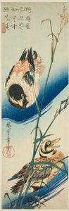 بطتان تسبحان بين القصب بواسطة Utagawa Hiroshige