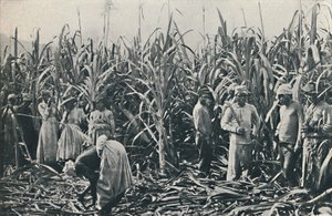 مزرعة قصب السكر ، 1916