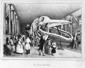 الحوت في متحف التاريخ الطبيعي في باريس ، عام 1840 بواسطة فيكتور آدم