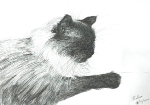 بابي 2000 ، 2000 بواسطة فنسنت الكسندر بوث