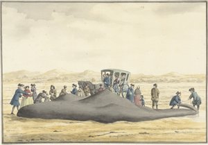 جرف حوت العنبر على الشاطئ بين زاندفورت و Wijk aan Zee ، 20 فبراير 1762 ، من الخلف