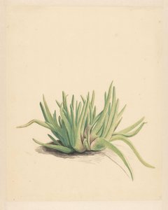 IJskruid (العنوان على الكائن)