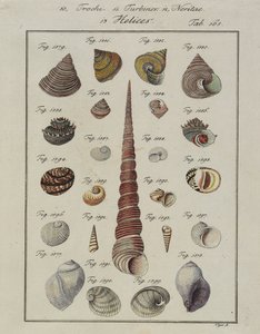 قذائف البحر: Trochi ، التوربينات ، Neritae Helices ، من Neues Systematisches Conchylien-Cabinet ، 1784 (النقش والنقش الملون يدويًا) بواسطة طائر