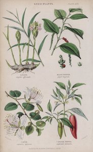 Ginger; Black Pepper; Caper; Cayenne Pepper (coloured engraving)