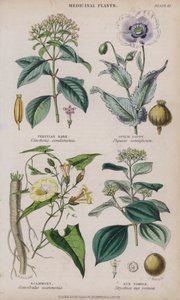 لحاء بيرو خشخاش الأفيون احتيال Nux Vomica (نقش ملون)