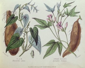 اليام والبطاطا الحلوة (نقش ملون)