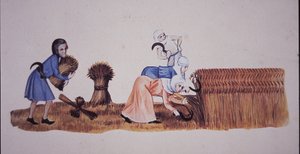 نساء القرون الوسطى يحصدن الذرة ، بعد مشهد من كتاب مزامير لوتريل (لون ليثو)