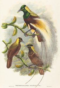 Trichoparadisea وليام بواسطة دبليو هارت