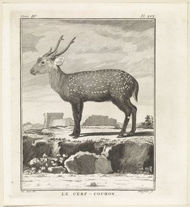 هيرت Le Cerf-Cochon (العنوان على الكائن) بواسطة جان هيرمان شنايدر (ربما)