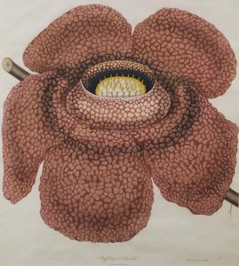زهرة Rafflesia arnoldii بواسطة والديل
