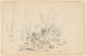 رسم تخطيطي للنباتات البرية