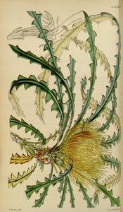 مجلة كورتيس النباتية - اللوحة 4633 - Dryandra nobilis