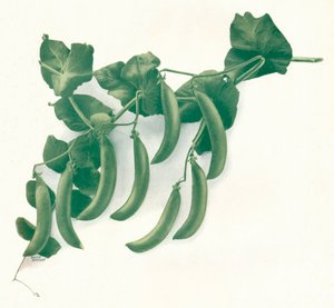 "البازلاء الخضراء" ، 1908 بواسطة WandG Baird Ltd