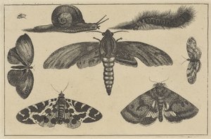 ثلاث فراشات ، خنفساء ، حلزون ، كاتربيلر حشرات مختلفة (عنوان المسلسل) Diversae Insectorum (عنوان السلسلة) بواسطة وينسلوس هولار