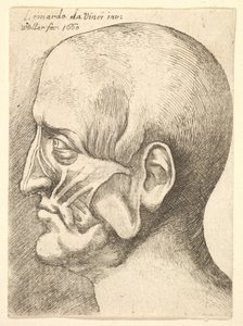 رأس Ecorche لرجل في الملف الشخصي إلى اليسار ، 1660. بواسطة وينسلوس هولار