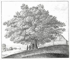 شجرة مجوفة في هامبستيد ، 1663