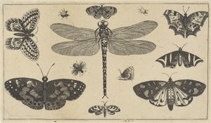 اليعسوب والخنافس والفراشات حشرات مختلفة (عنوان المسلسل) Diversae Insectorum (عنوان السلسلة) بواسطة وينسلوس هولار