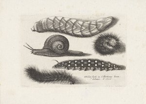 اليرقات والحلزون الحشرات (عنوان المسلسل) Muscarum Scarabeorum (عنوان السلسلة) بواسطة وينسلوس هولار