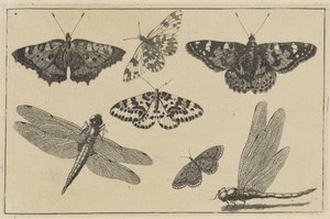 اثنين من اليعسوب وخمس فراشات حشرات مختلفة (عنوان المسلسل) Diversae Insectorum (عنوان السلسلة) بواسطة وينسلوس هولار
