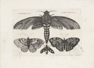فراشات وعثة الحشرات (عنوان المسلسل) Muscarum Scarabeorum (عنوان السلسلة) بواسطة وينسلوس هولار