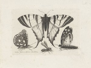 فراشات ودبور الحشرات (عنوان المسلسل) Muscarum Scarabeorum (عنوان السلسلة) بواسطة وينسلوس هولار