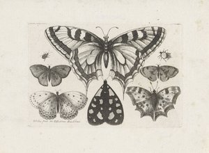 الفراشات والخنافس والعثة الحشرات (عنوان المسلسل) Muscarum Scarabeorum (عنوان السلسلة) بواسطة وينسلوس هولار
