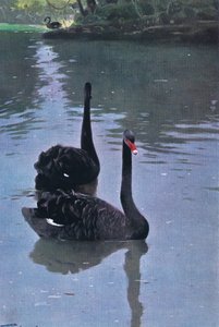 البجعة السوداء ، رسم توضيحي من Wildlife of the World ، c.1910
