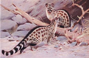 Dungola Genet ، توضيح من Wildlife of the World ، c.1910 بواسطة فيلهلم كونرت