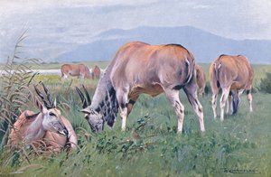 Eland ، توضيح من Wildlife of the World ، c.1910 بواسطة فيلهلم كونرت