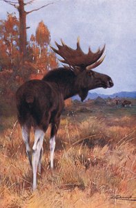 Elk or Moose ، من Wildlife of the World ، نشره Frederick Warne & Co ، c.1900 بواسطة فيلهلم كونرت