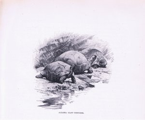 السلاحف العملاقة ، رسم توضيحي من Wildlife of the World ، c.1910 بواسطة فيلهلم كونرت