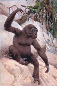 غوريلا ، توضيح من Wildlife of the World ، c.1910 بواسطة فيلهلم كونرت