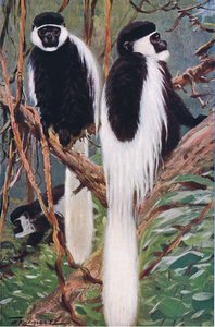 Guereza ، توضيح من Wildlife of the World ، c.1910