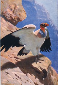 King Vulture ، من الحياة البرية في العالم ، نشره فريدريك وارن وشركاه ، c.1900 بواسطة فيلهلم كونرت