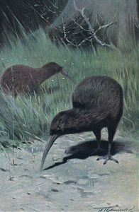 كيوي ، رسم توضيحي من Wildlife of the World ، c.1910 بواسطة فيلهلم كونرت