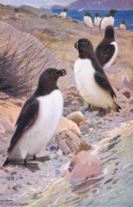 Razorbill ، من الحياة البرية في العالم ، نشره فريدريك وارن وشركاه ، c.1900