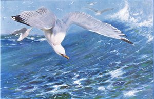 Silver Gull ، من الحياة البرية في العالم نشره فريدريك وارن وشركاه ، c.1900