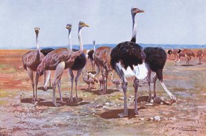 النعامة الصومالية ، توضيح من الحياة البرية في العالم ، ج .1910