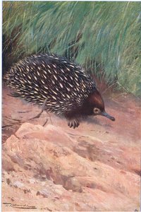 Spiny Ant-Eater ، توضيح من Wildlife of the World ، c.1910 بواسطة فيلهلم كونرت