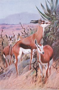 Springbok ، التوضيح من Wildlife of the World ، c.1910 بواسطة فيلهلم كونرت