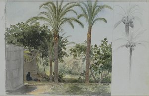 واحة بأشجار النخيل