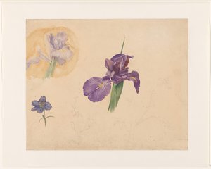 دراسات قزحية و larkspur