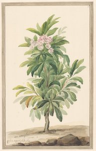 Smalbladige Lepelboom في المناظر الطبيعية (كالميا أنجستيفوليا)