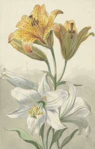زنابق صفراء وبيضاء. حوالي عام 1780 بواسطة ويليم فان لين
