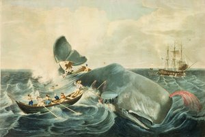 القبض على حوت العنبر، نقش بقلم ج. هيل، نُشر عام 1835 (نقش أكواتينت ملون) بواسطة وليام (بعد) الصفحة