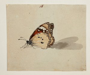 ويسترن ديجيتال 961 f.16 بواسطة وليام الكسندر