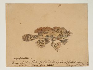 ويسترن ديجيتال 961 f.18 بواسطة وليام الكسندر